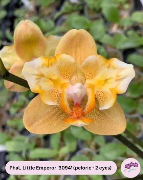 Phal. Little Emperor '3094' (peloric - 2 eyes)