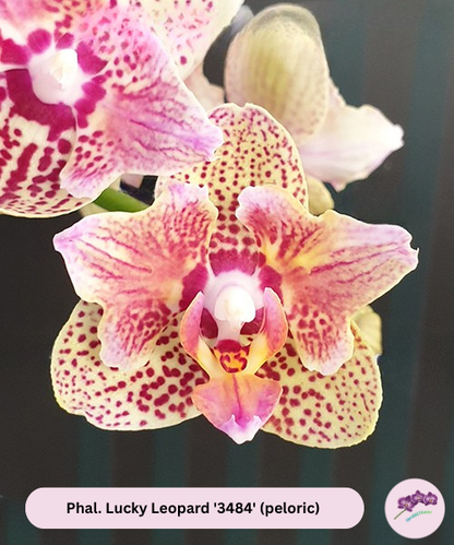 Phal. Lucky Leopard '3484' (peloric)