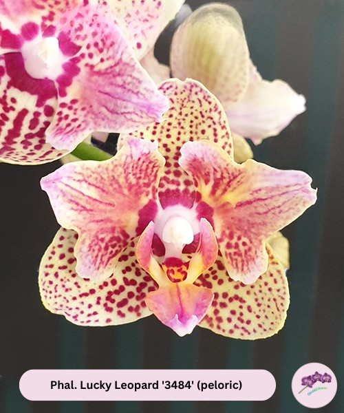 Phal. Lucky Leopard '3484' (peloric)