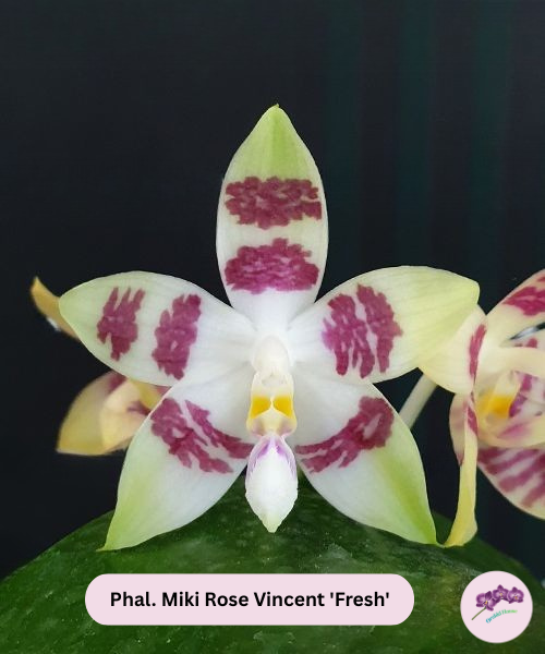 Phal. Miki Rose Vincent 'Fresh'