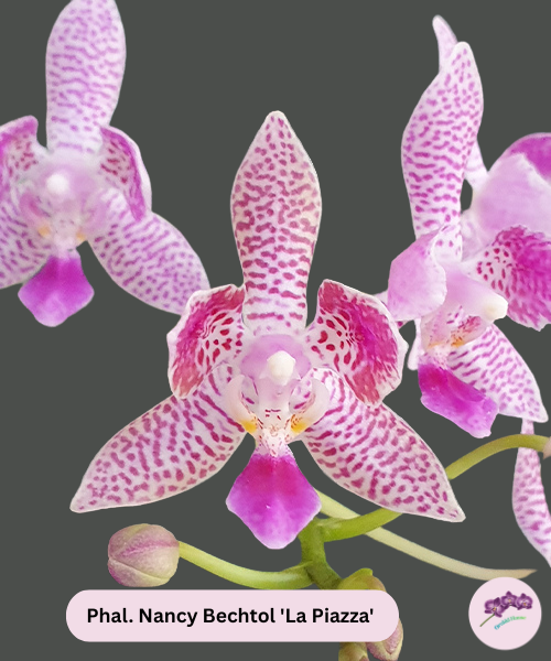Phal. Nancy Bechtol 'La Piazza'