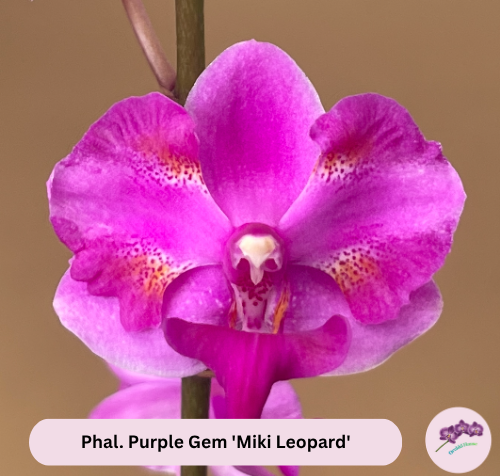Phal. Purple Gem 'Miki Leopard'