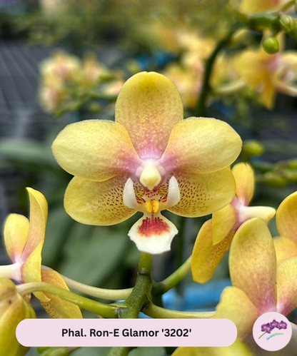 Phal. Ron-E Glamor '3202'