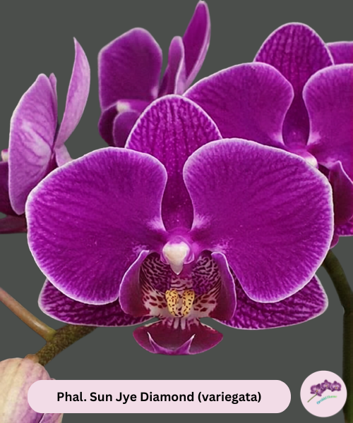 Phal. Sun Jye Diamond (variegata)