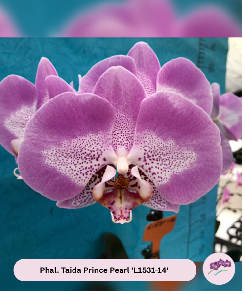 Phal. Taida Prince Pearl 'L1531-14'
