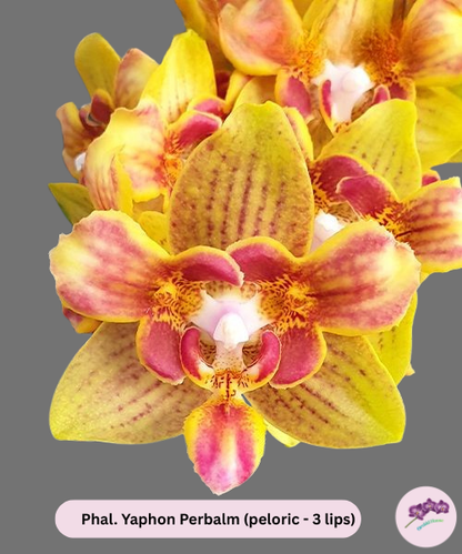 Phal. Yaphon Perbalm (peloric - 3 lips)