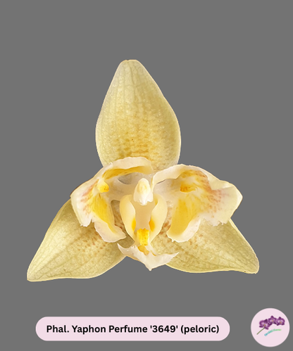 Phal. Yaphon Perfume '3649' (peloric)