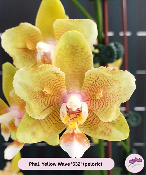 Phal. Yellow Wave '532' (peloric)