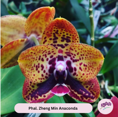 Phal. Zheng Min Anaconda