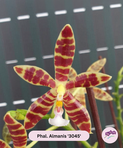 Phal. Almanis '3045'