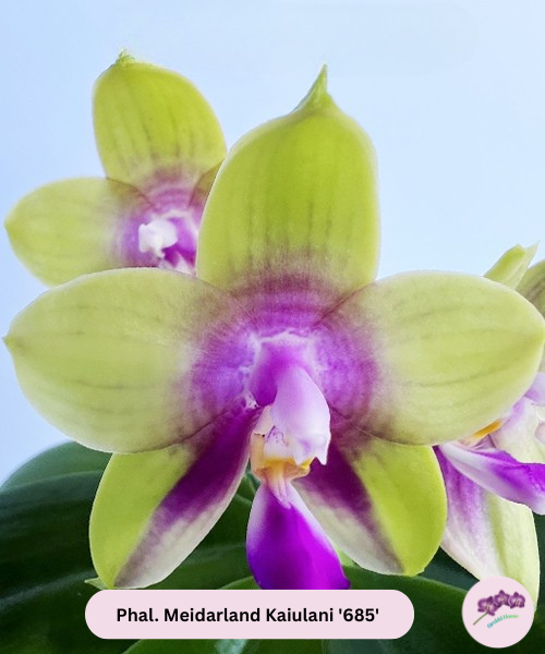 Phal. Meidarland Kaiulani '685'