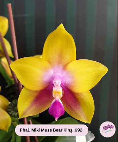 Phal. Miki Muse Bear King '692'