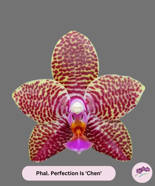 Phal. Perfection Is 'Chen'
