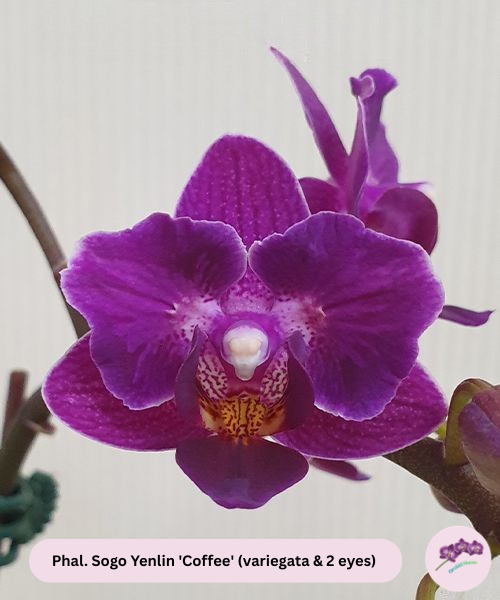 Phal. Sogo Yenlin 'Coffee' (variegata & 2 eyes)