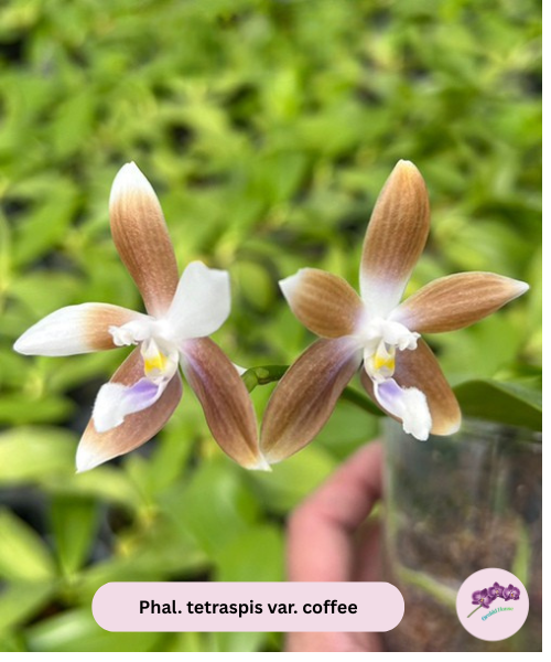 Phal. tetraspis var. coffee