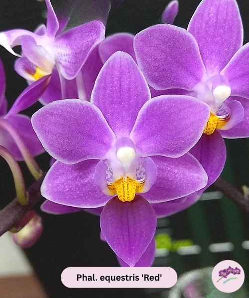 Phal. equestris 'Red'