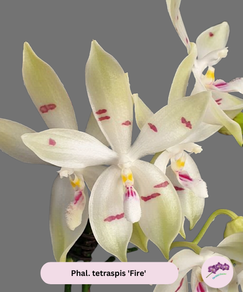 Phal. tetraspis 'Fire'