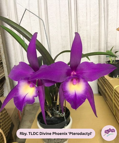 Rby. TLDC Divine Phoenix 'Pterodactyl' SM/WOC