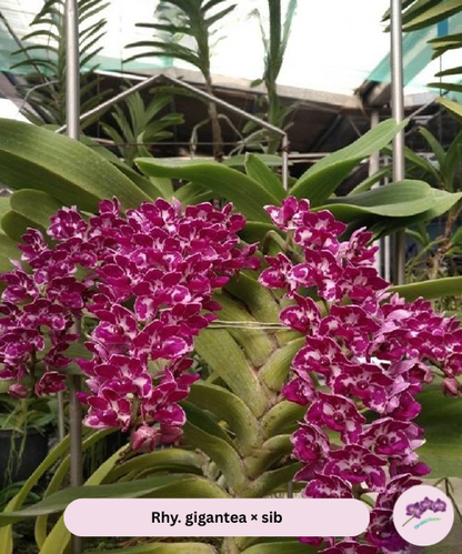 Rhy. gigantea × sib