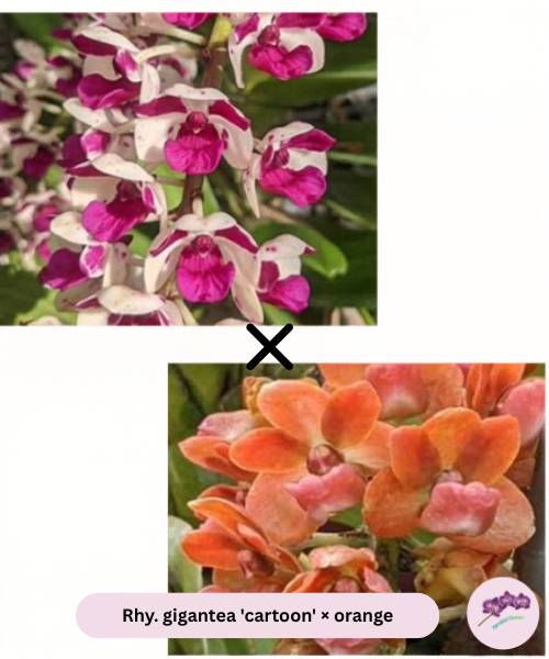 Rhy. gigantea 'cartoon' × orange