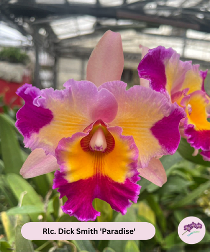 Rlc. Dick Smith 'Paradise'