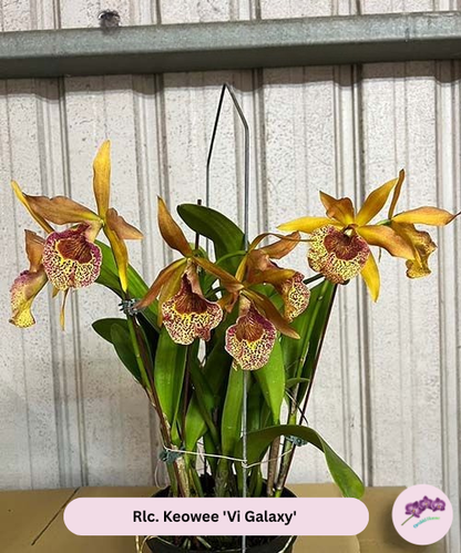 Rlc. Keowee "Vi Galaxy"