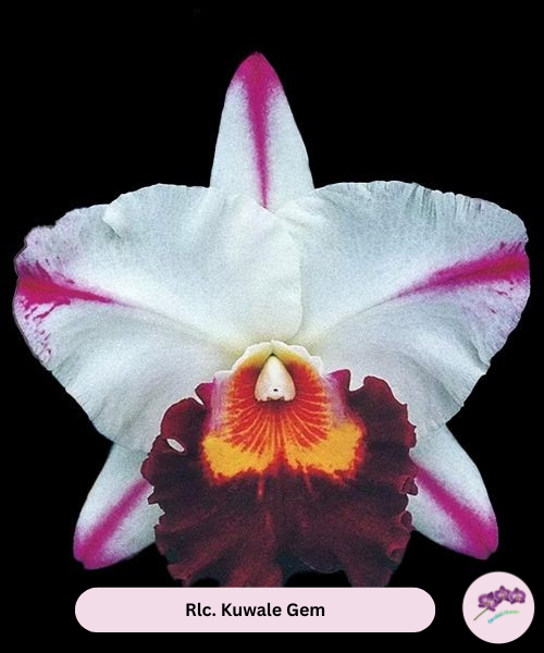 Rlc. Kuwale Gem