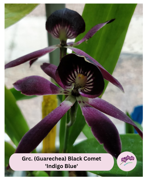 Grc. (Guarechea) Black Comet 'Indigo Blue'