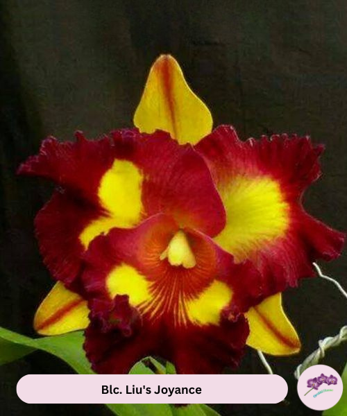 Blc. Liu's Joyance