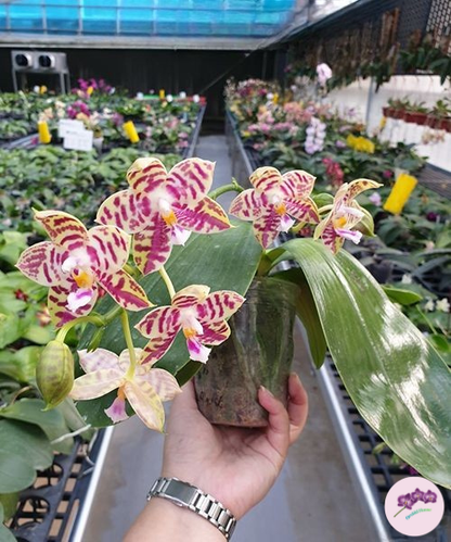 Phal. Lyndon Mix Zebra '708'