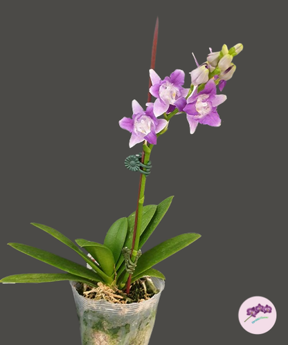 Phal. Summer Rose 'Blue Star' (peloric)