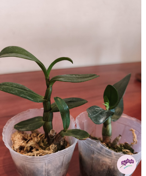 Den. Christy Dawn 'Shang Guest' AM/AOS
