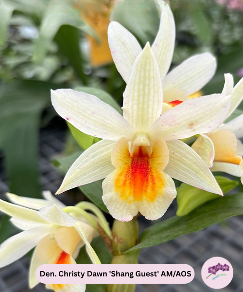 Den. Christy Dawn 'Shang Guest' AM/AOS