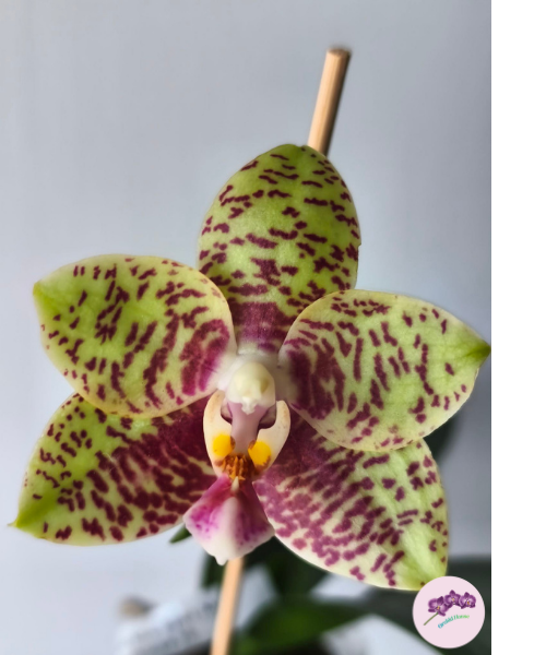 Phal. Meidarland Nice Spots 'Miro'