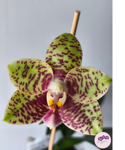 Phal. Meidarland Nice Spots 'Miro'
