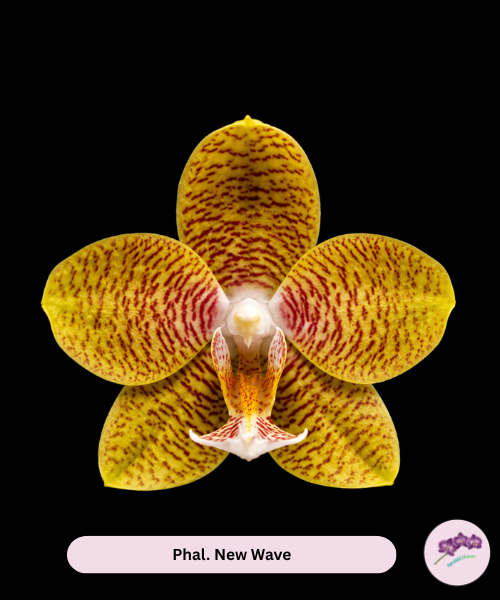 Phal. New Wave