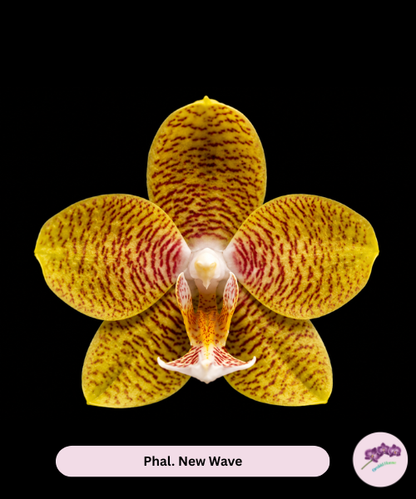 Phal. New Wave
