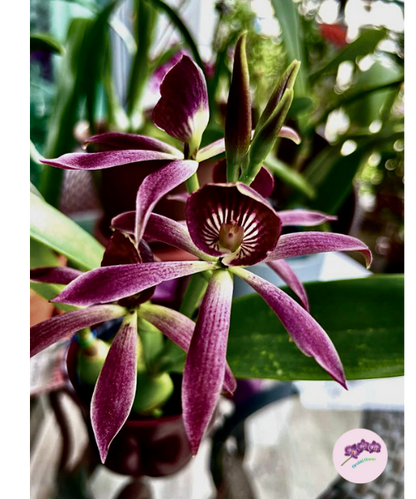 Grc. (Guarechea) Black Comet 'Indigo Blue'