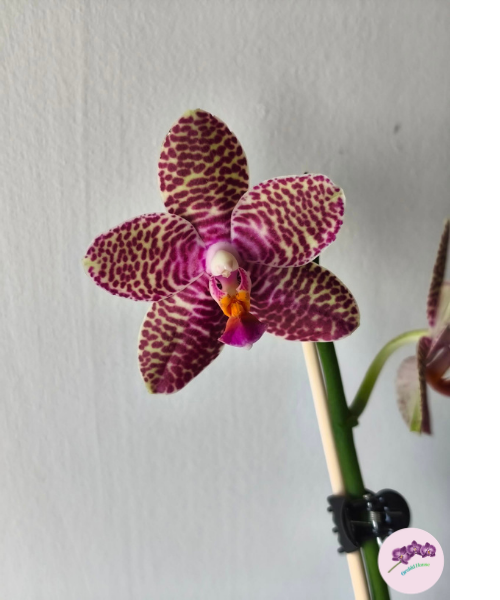 Phal. Perfection Is 'Chen'