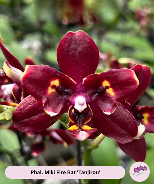 Phal. Miki Fire Bat 'Tanjirou'