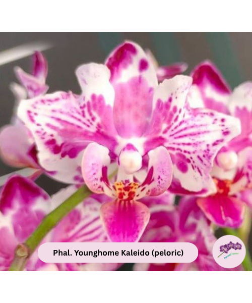 Phal. Younghome Kaleido (peloric)