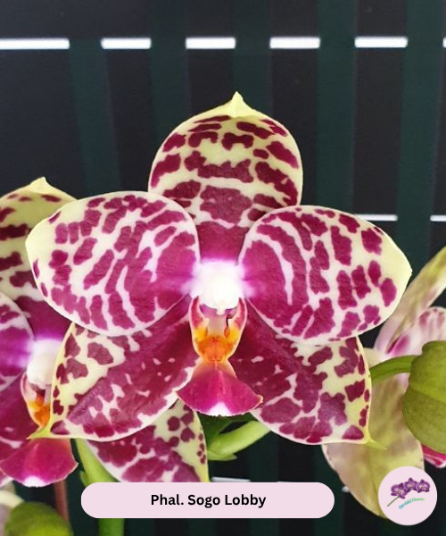 Phal. Sogo Lobby