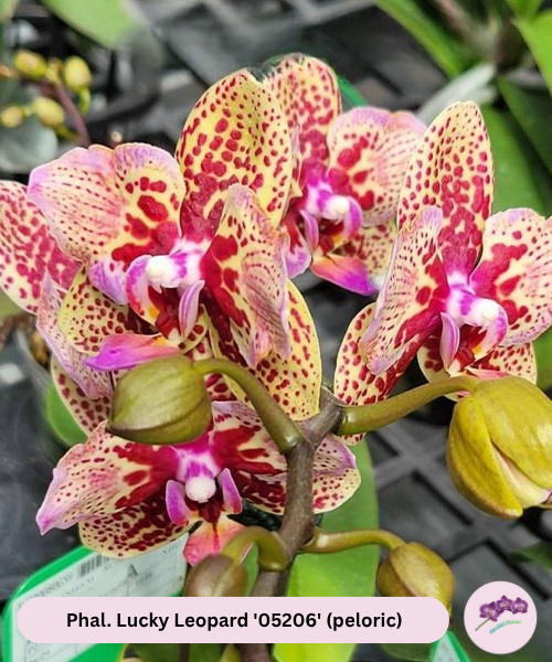 Phal. Lucky Leopard '05206' (peloric)