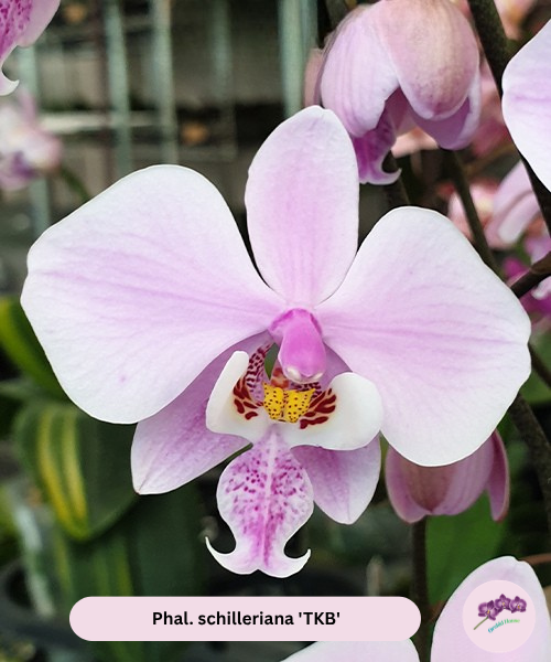 Phal. schilleriana 'TKB'