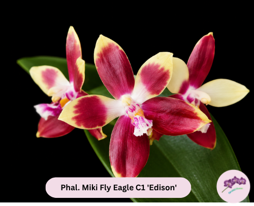Phal. Miki Fly Eagle C1 'Edison'