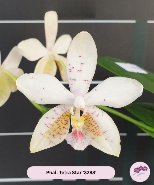 Phal. Tetra Star '3283'