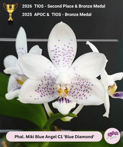 Phal. Miki Blue Angel C1 'Blue Diamond'
