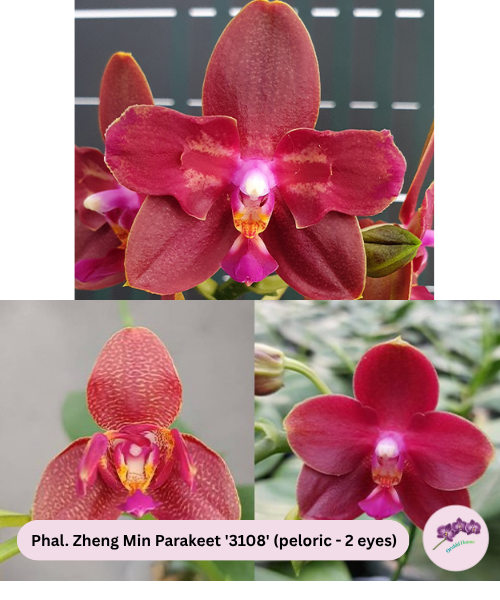 Phal. Zheng Min Parakeet '3108' (peloric - 2 eyes)