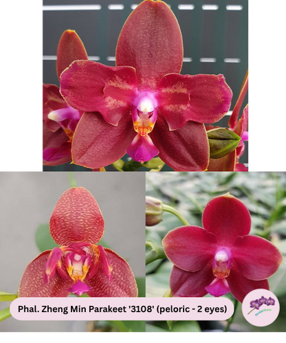 Phal. Zheng Min Parakeet '3108' (peloric - 2 eyes)