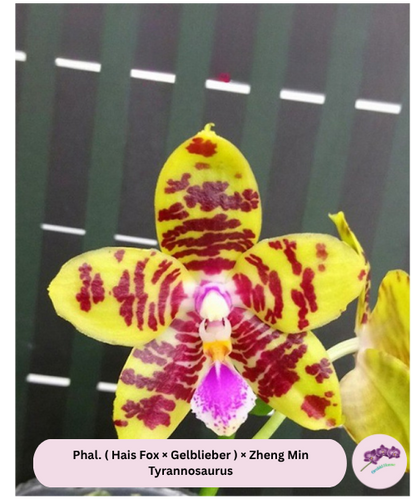 Phal. ( Hais Fox × Gelblieber ) × Zheng Min Tyrannosaurus